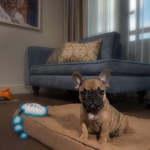 Premium King Room